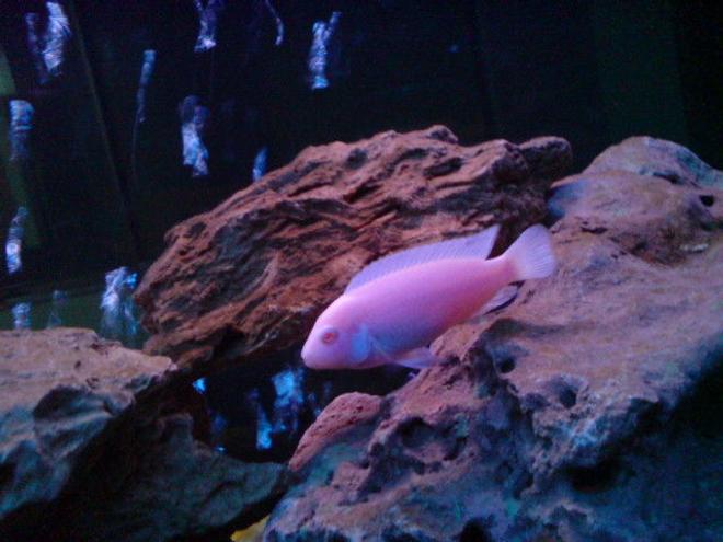 freshwater fish - pseudotropheus socolofi (albino) - albino socolofi stocking in 160 gallons tank - snow white Cichlid