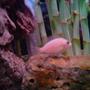 freshwater fish - sciaenochromis fryeri albino - albino electric blue cichlid stocking in 160 gallons tank - Electric Albeno Cichlid