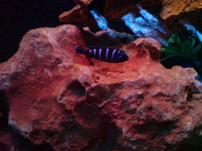 freshwater fish - pseudotropheus demasoni - demasoni cichlid stocking in 160 gallons tank - Demasoni Cichlid
