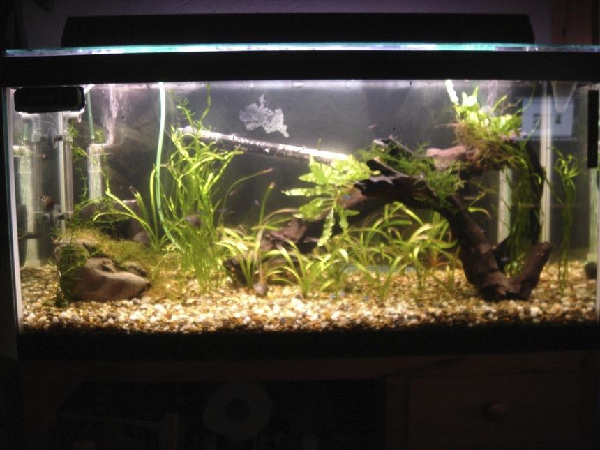 Rated #206: 50 Gallons Planted Tank - My tank, no CO2 system