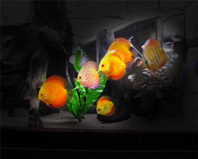 127 gallons freshwater fish tank (mostly fish and non-living decorations) - Discus