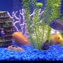 75 gallons freshwater fish tank (mostly fish and non-living decorations) - nice