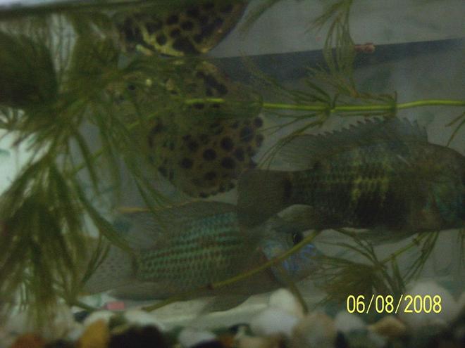 freshwater fish - aequidens rivulatus - green terror stocking in 5 gallons tank - my two green terrors with Scat