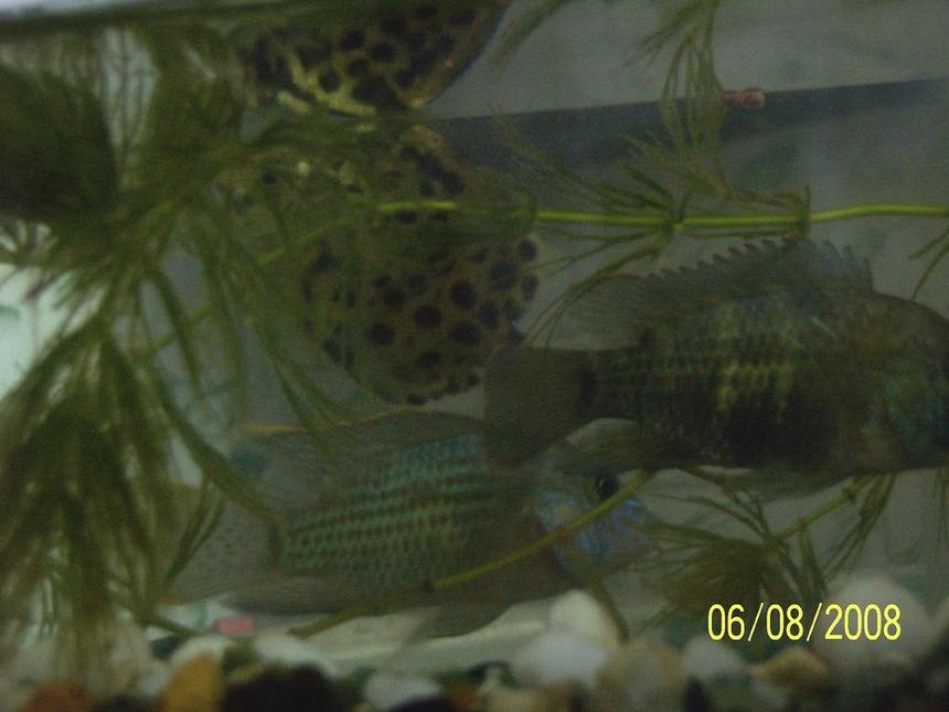 Rated #2116: Freshwater Fish - Aequidens Rivulatus - Green Terror Stocking In 5 Gallons Tank - my two green terrors with Scat