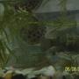 freshwater fish - aequidens rivulatus - green terror stocking in 5 gallons tank - my two green terrors with Scat