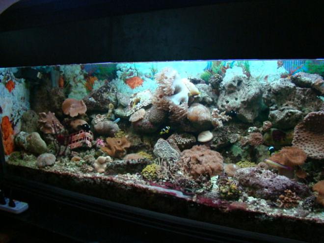 226 gallons reef tank (mostly live coral and fish) - been up and running for one year