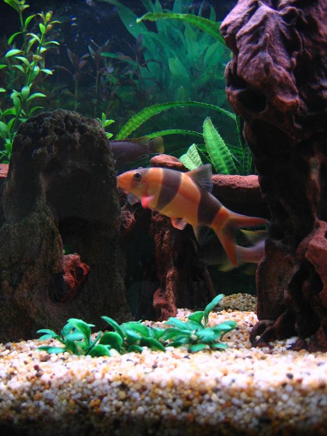 freshwater fish - botia macracantha - clown loach stocking in 75 gallons tank - My fat Clown Loach. He's a bit light in colour than his usual cos it's feed time and he gets a bit nervous with all the other fish around.