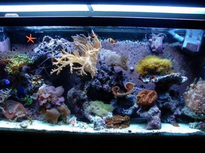 55 gallons reef tank (mostly live coral and fish) - 55 gal reef tank