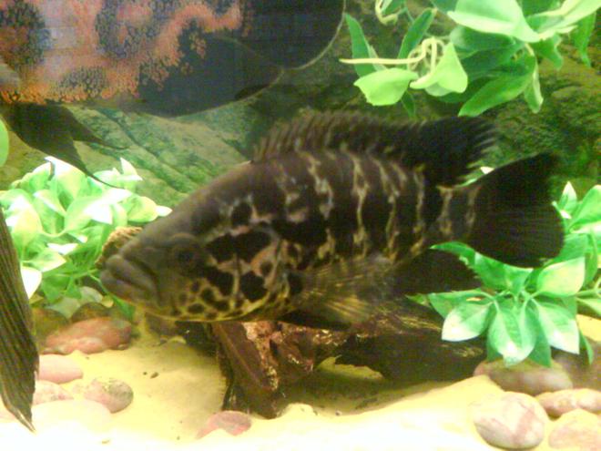 freshwater fish - parachromis managuensis - jaguar cichlid stocking in 55 gallons tank - MY JAGUAR CICHLID
