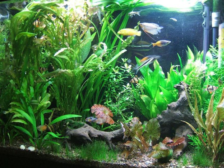 Rated #51: 45 Gallons Planted Tank - 45 Gallons:
    2 SAE, 10 oto, 3 Pelco, 1 German blue ram, 3 yo yo loach, 1 Blue Gourami, 2 dwarf Gourami, 1 Pearl Gourami, 1 Gold Gourami, 1 Male and 1 Female Betta, 1Golden Killifish, 2 Boesemani Rainbow, 1 Electric Yellow, 1 Kribensis Cichlid, 9 Tiger Brab