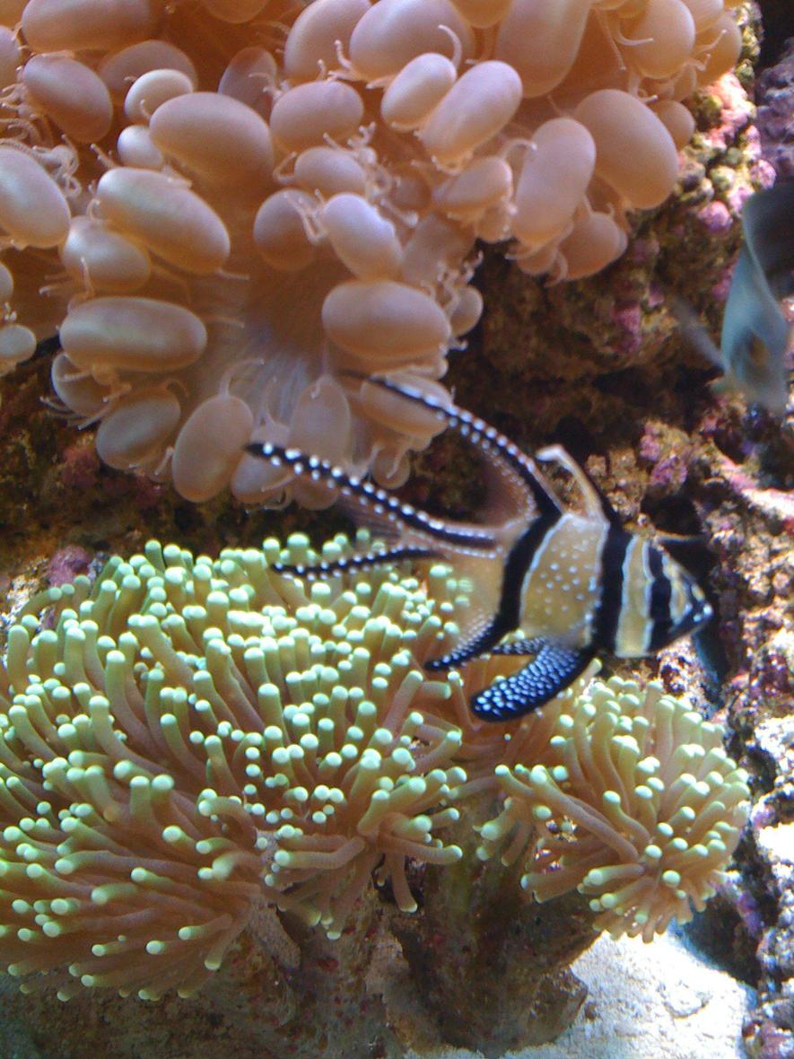 Rated #21: Corals Inverts - Euphyllia Glabrescens - Torch Coral Stocking In 110 Gallons Tank - Tourch coral