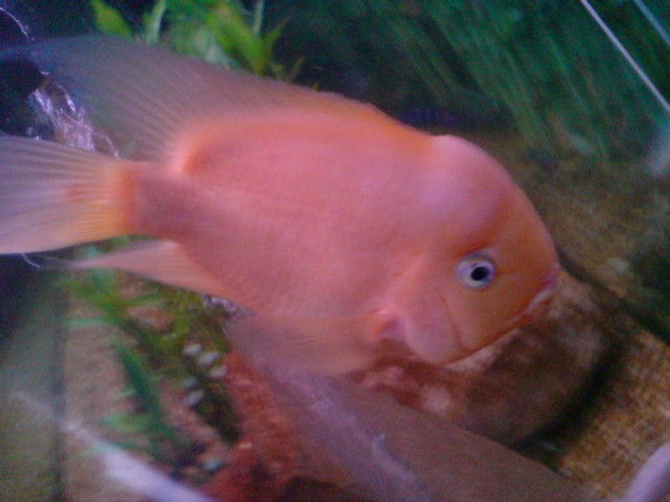 freshwater fish - heros severus x amphilophus citrinellum - blood parrot stocking in 160 gallons tank - Parrot Cichlid