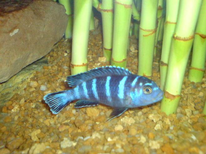 freshwater fish - pseudotropheus demasoni - demasoni cichlid stocking in 160 gallons tank - Demasoni Cichlid