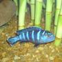 freshwater fish - pseudotropheus demasoni - demasoni cichlid stocking in 160 gallons tank - Demasoni Cichlid