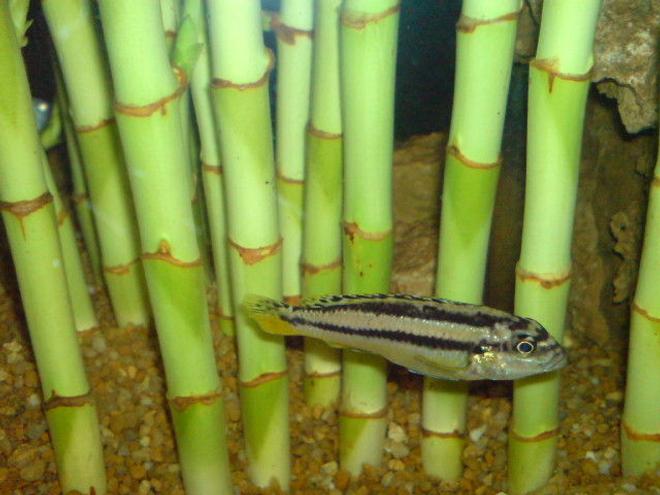 freshwater fish - melanochromis auratus - auratus cichlid stocking in 160 gallons tank - Malawi Golden Ciclid