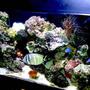 75 gallons reef tank (mostly live coral and fish) - Tank