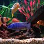 freshwater fish - sciaenochromis ahli - electric blue cichlid stocking in 75 gallons tank - (Left to right) Clown Loach, Electric Blue, Red Forest Jewel, Hajomaylandi, Red Zebra & Leleupi.