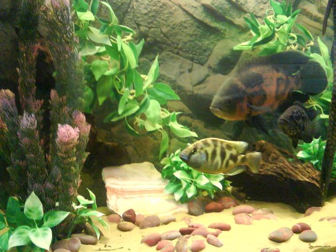 freshwater fish - astronotus ocellatus - tiger oscar stocking in 55 gallons tank - THE " BIG FISH " TANK