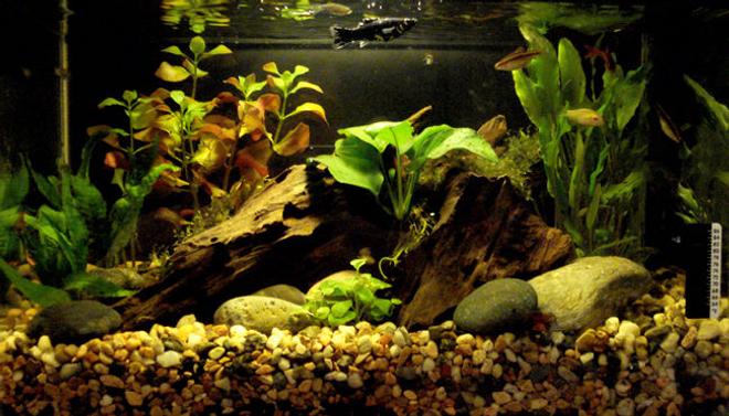 5 gallons planted tank (mostly live plants and fish) - Louie and Molly's Peruvian Paradise (8-26-08)