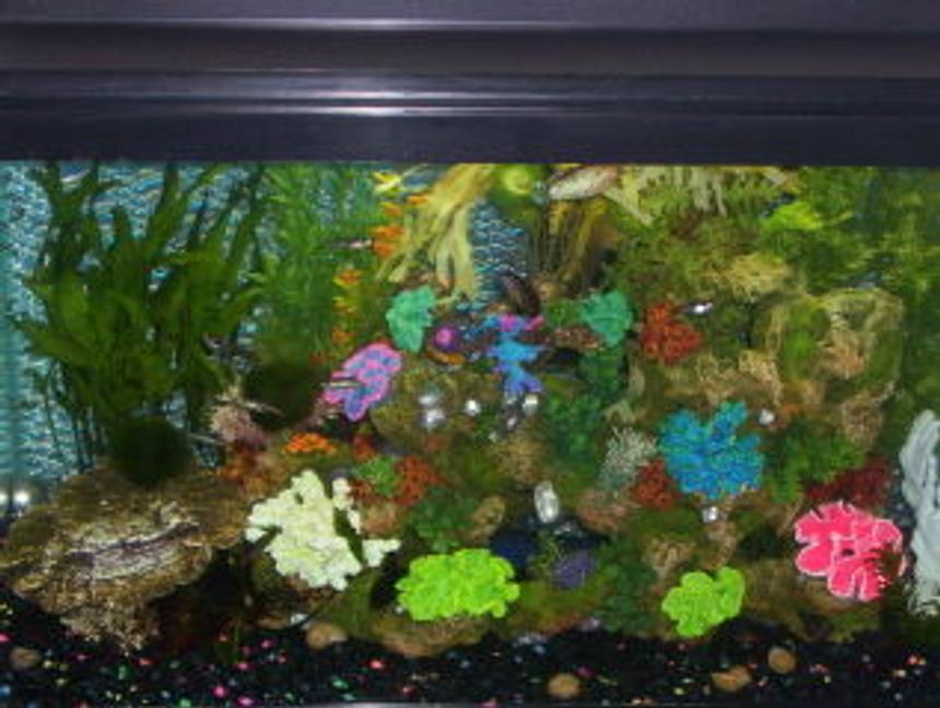 Rated #2177: 29 Gallons Planted Tank - 29 gallon with African Leaf fish and Sailfin Mollies