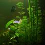 fish tank picture - After 14 days - 1