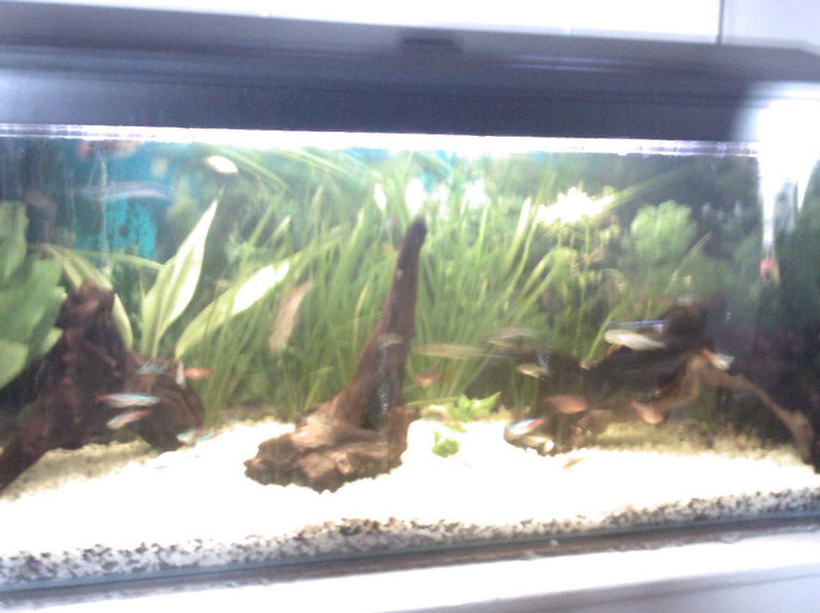 22 gallons planted tank (mostly live plants and fish) - community tank