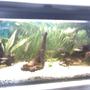 22 gallons planted tank (mostly live plants and fish) - community tank
