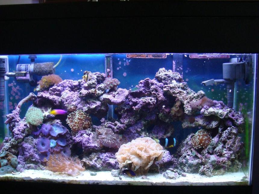 Rated #84: 35 Gallons Reef Tank - coral and fish, 35 gal. feeding time