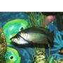 freshwater fish - melanotaenia splendida - australian rainbow stocking in 110 gallons tank - Male Rainbows