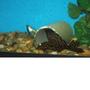 freshwater fish - glyptoperichthys gibbiceps - sailfin pleco (l-83) stocking in 110 gallons tank - Asian Spotted Pleco