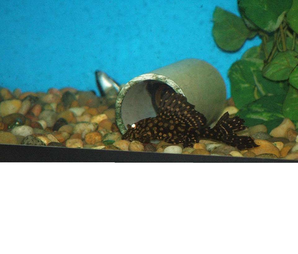 freshwater fish - glyptoperichthys gibbiceps - sailfin pleco (l-83) stocking in 110 gallons tank - Asian Spotted Pleco