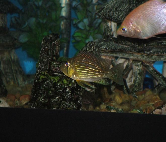 freshwater fish - geophagus surinamensis - red striped eartheater stocking in 110 gallons tank - Geo