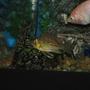 freshwater fish - geophagus surinamensis - red striped eartheater stocking in 110 gallons tank - Geo