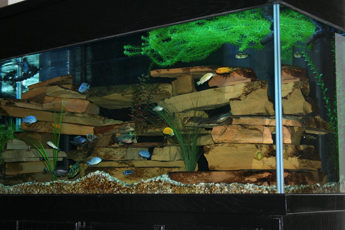 210 gallons freshwater fish tank (mostly fish and non-living decorations) - 210 Gallon Cichlid Tank