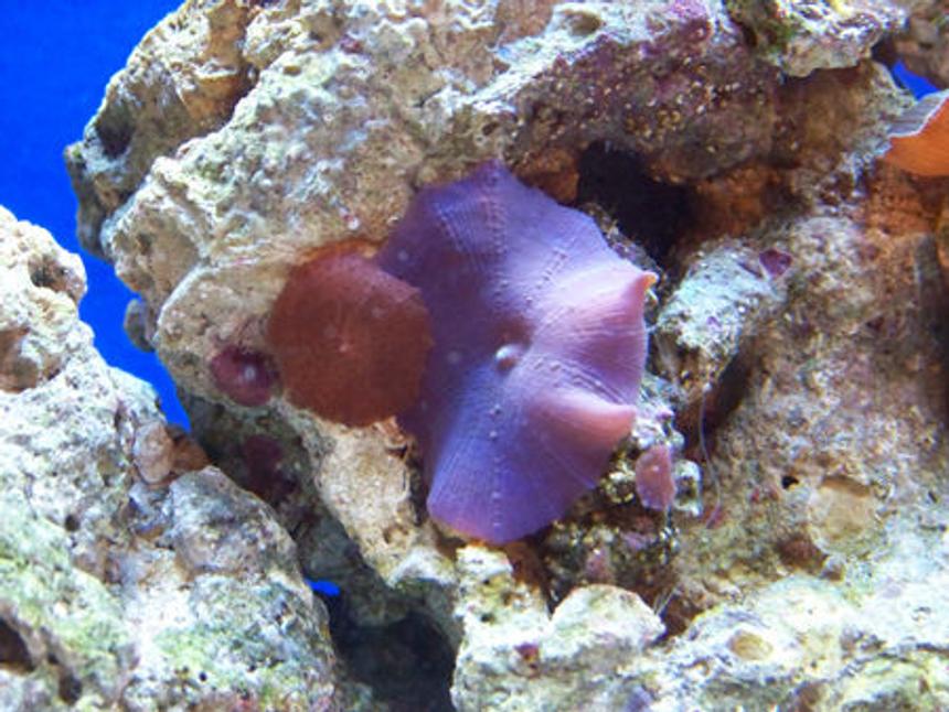 Rated #86: Corals Inverts - Actinodiscus Sp. - Blue Mushroom Stocking In 10 Gallons Tank - Blue Mushroom