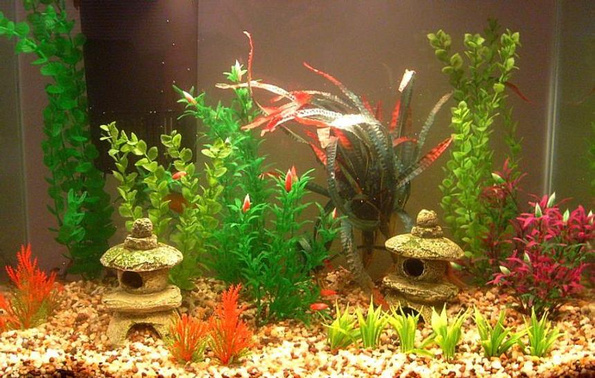 Rated #3072: Freshwater Fish Tank - so far its just a couple dwarf gouramis, ten neons and one albino chocolate plecostemous.