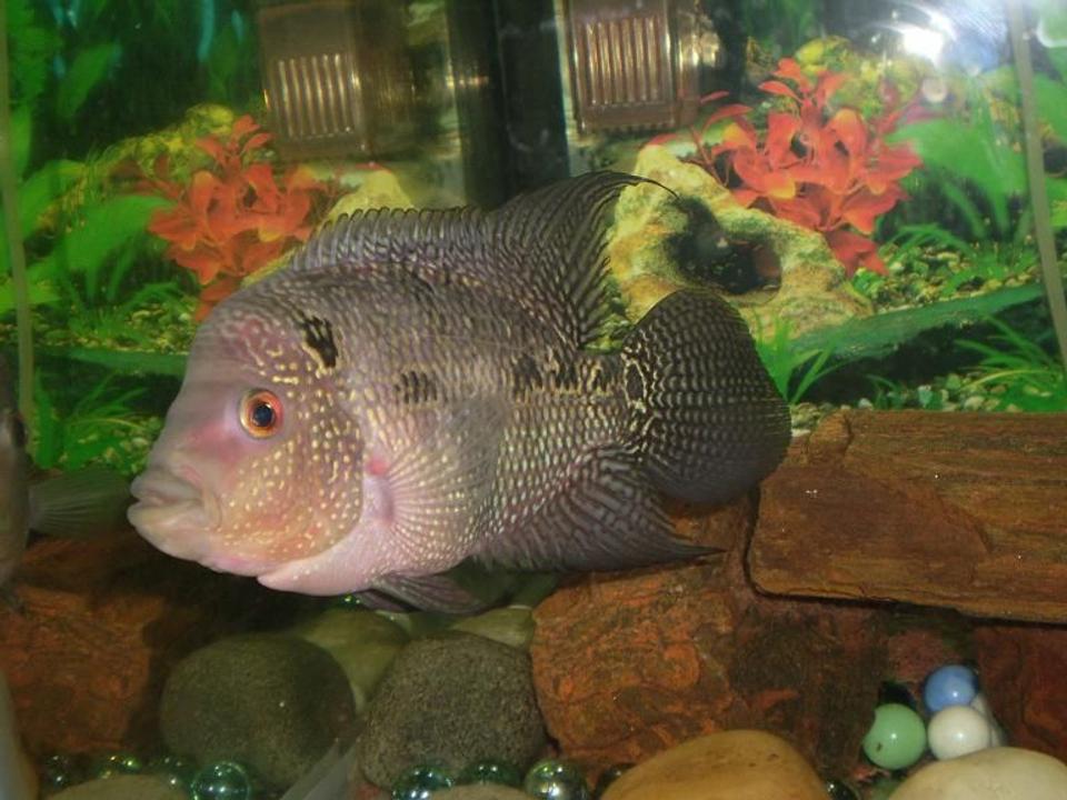 freshwater fish - cichlasoma sp. - flower horn cichlid stocking in 25 gallons tank - My 6 months old FlowerHorn Fish. But many say it is not a pure FlowerHorn Fish. Its not original and it is a local fish. Please somebody tell me whether it is a pure FlowerHorn fish or not..