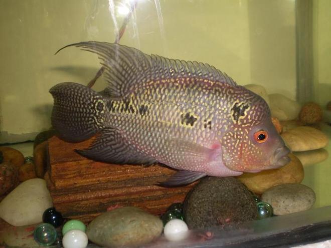 freshwater fish - cichlasoma sp. - flower horn cichlid stocking in 25 gallons tank - Can anyone tell me whether my FlowerHorn will grow big in size and whether it is pure breed or not? This is now 6 months old.