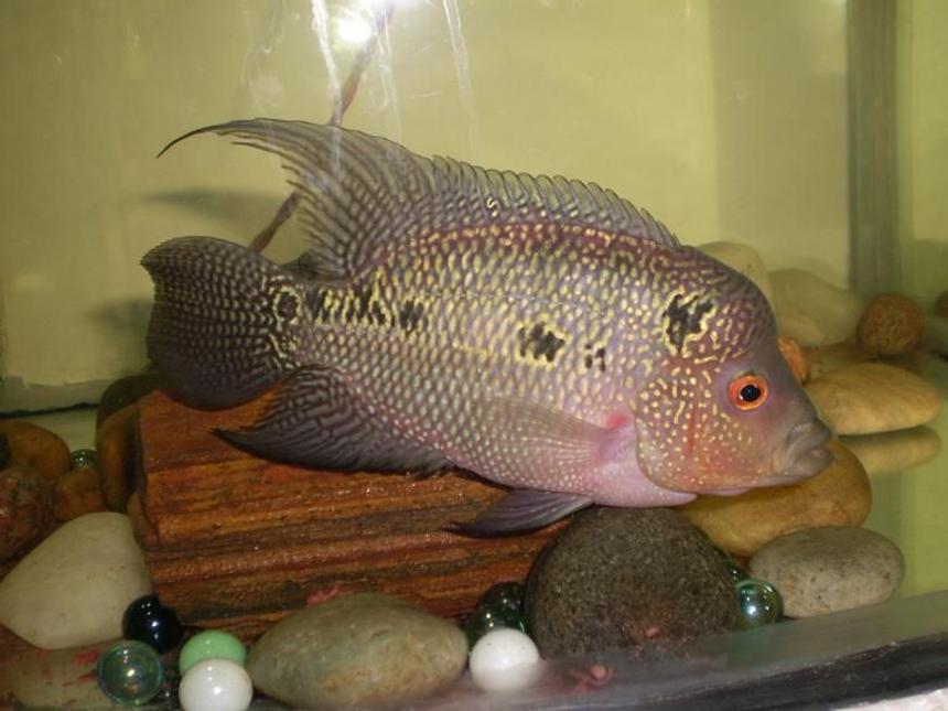 Rated #309: Freshwater Fish - Cichlasoma Sp. - Flower Horn Cichlid Stocking In 25 Gallons Tank - Can anyone tell me whether my FlowerHorn will grow big in size and whether it is pure breed or not? This is now 6 months old.