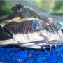freshwater fish - platydoras costatus - striped raphael catfish stocking in 72 gallons tank - Striped Raphael Catfish, Platydoras Costatus