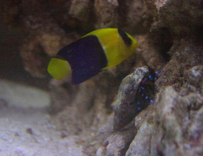 saltwater fish - centropyge bicolor - bicolor angelfish stocking in 155 gallons tank - Bicolour Angel , Electric Blue Hermit Crab