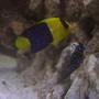 saltwater fish - centropyge bicolor - bicolor angelfish stocking in 155 gallons tank - Bicolour Angel , Electric Blue Hermit Crab
