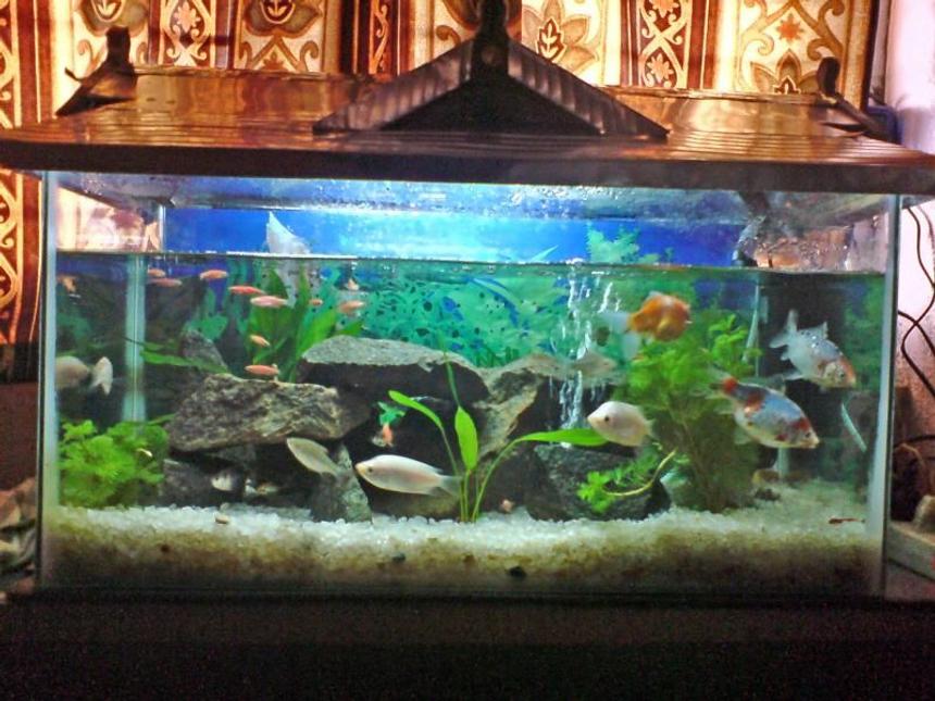 Rated #3367: 10 Gallons Freshwater Fish Tank - My First Tank