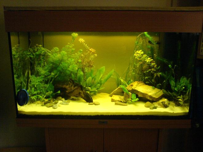 33 gallons planted tank (mostly live plants and fish) - Newly Planted Rio 125