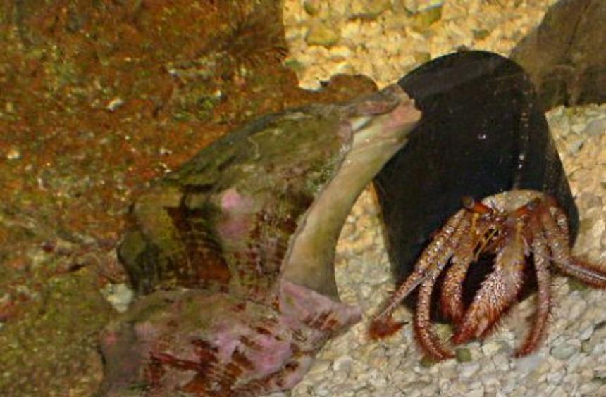 Rated #82: Corals Inverts - Dardanus Calidus - Hermit Crab Stocking In 55 Gallons Tank - my crab havin a party!!!