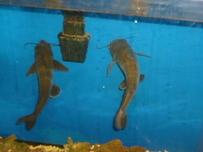 Rated #112: Saltwater Fish Stocking In 55 Gallons Tank - syncronized swimming?