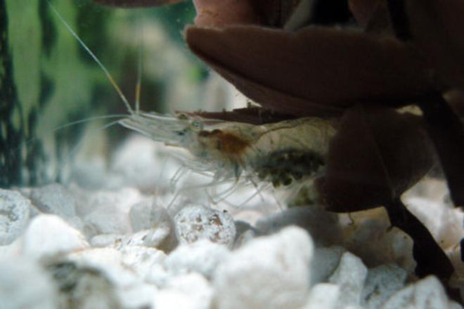 corals inverts - paleomonetes sp. - ghost shrimp stocking in 55 gallons tank - A ghost shrimp holding eggs that look about ready to pop.