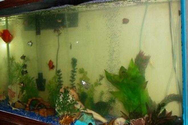 55 gallons freshwater fish tank (mostly fish and non-living decorations) - This is my 55 gallon tank, I am not finished with fake plants yet, but its comming along very nicely