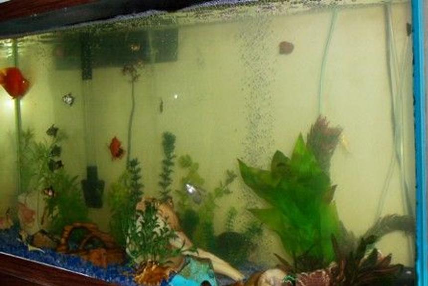 Rated #4232: 55 Gallons Freshwater Fish Tank - This is my 55 gallon tank, I am not finished with fake plants yet, but its comming along very nicely