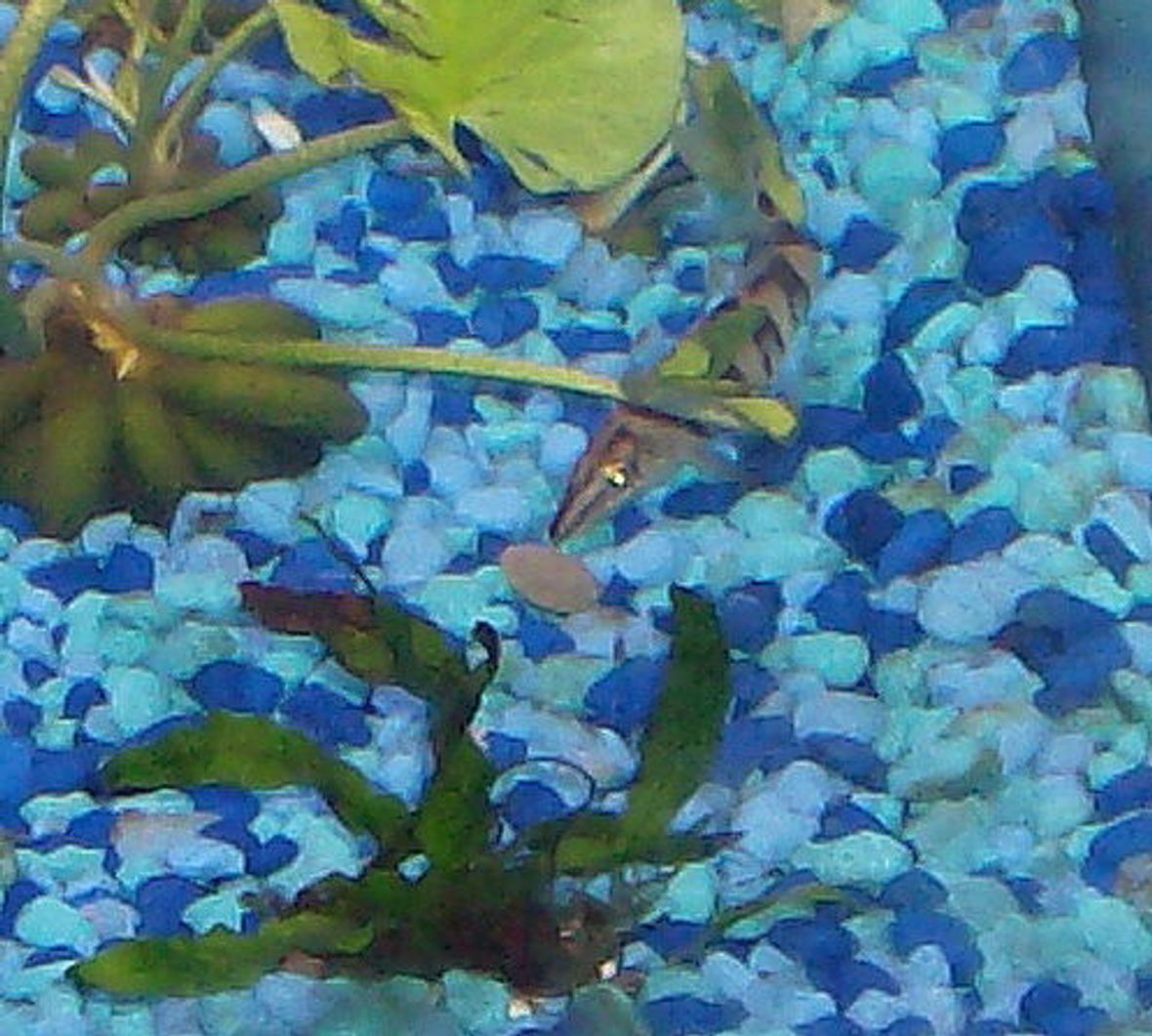 freshwater fish - botia hymenophysa - tiger botia loach stocking in 30 gallons tank - Tiger (Loach) Ravaging a sinking alge wafer. He loves these, and attacks it before taking it to one of his hiding spots. Certainly my most exciting fish to watch.